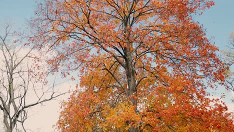 árboles-Grandes-Con-Hojas-Rojas-Y-Amarillas-Frente-Al-Cielo-Azul-Durante-La-Temporada-De-Otoño-Y-Otoño