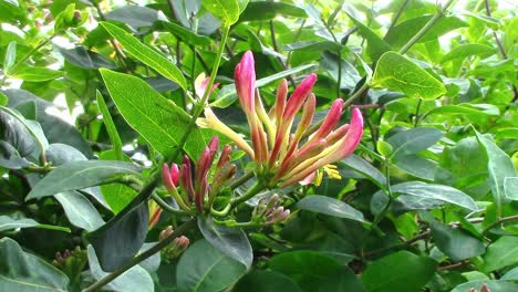 The-beautiful-wild-honeysuckle-flower-growing-in-a-hedgerow