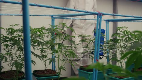 cannabis cultivation process in a greenhouse