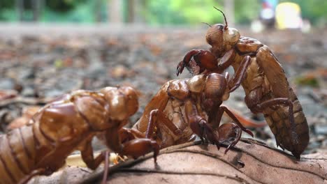 Close-Shot-of-Cicada-Shells-Next-to-a-Road