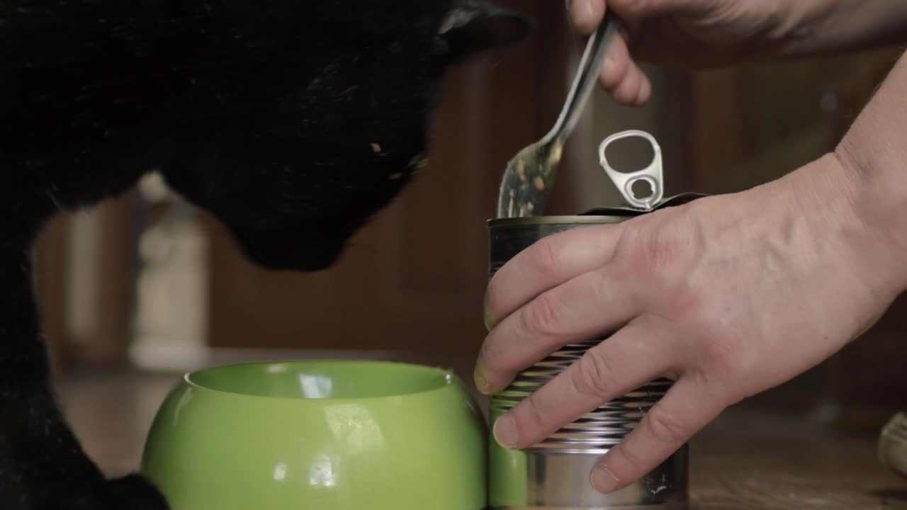 Pet owner serving tinned cat food to hungry black cat low close up shot