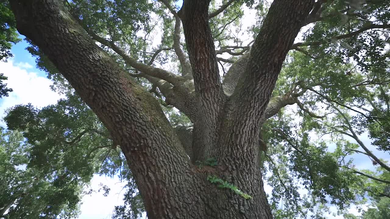 An oak tree in the woods slowly panning with the blue sky and clouds in the background