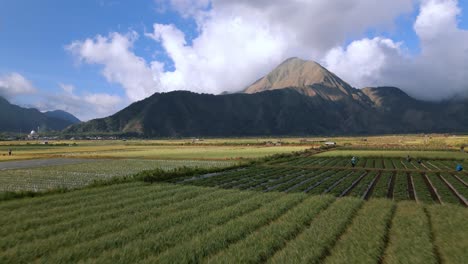 low altitude flight above colorful field pattern with working people and beautiful mountains during cloudy and sunny day