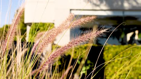 close-up of grass swaying in the wind