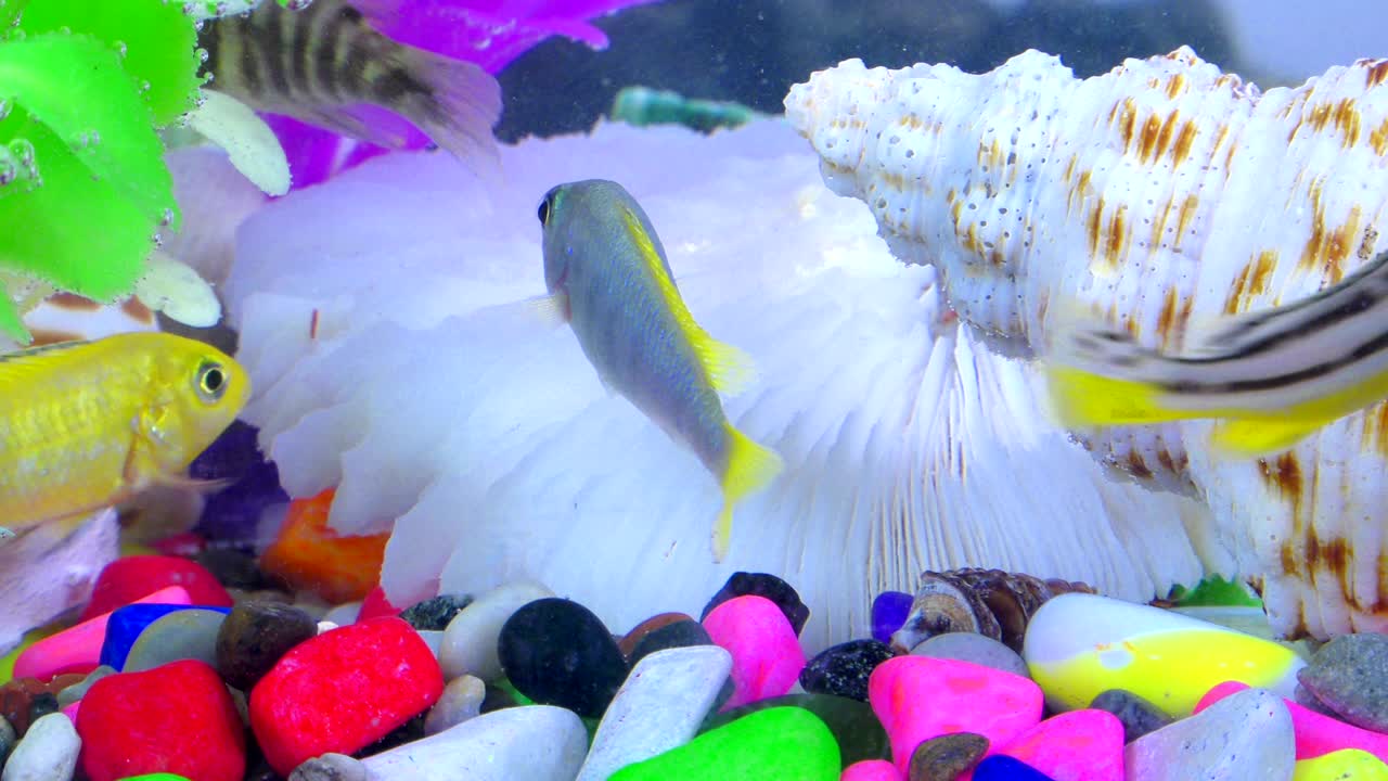 다채로운 수족관에서 물 에 있는 물고기