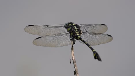 the common flangetail dragonfly is commonly seen in thailand and asia