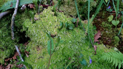 Moos-Und-Grüne-Farne-Wachsen-In-Einem-Gebiet-In-Der-Nähe-Des-Flusses-Im-Schattigen-Teil-Einer-Landmauer-Voller-Niedriger-Vegetation-Zwischen-Den-Getrockneten-Blättern-Der-Eichen