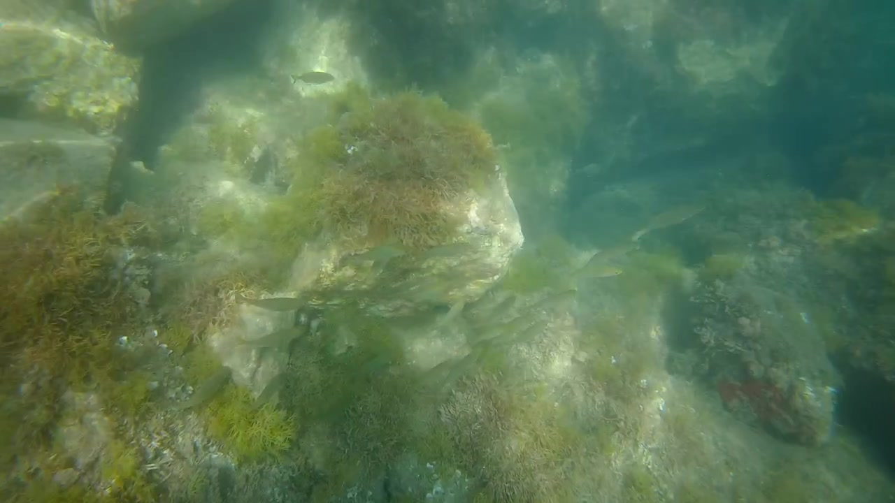 Riprese subacquee di piccoli pesci che nuotano intorno a un fondale roccioso coperto di alghe in acque limpide del Mediterraneo.