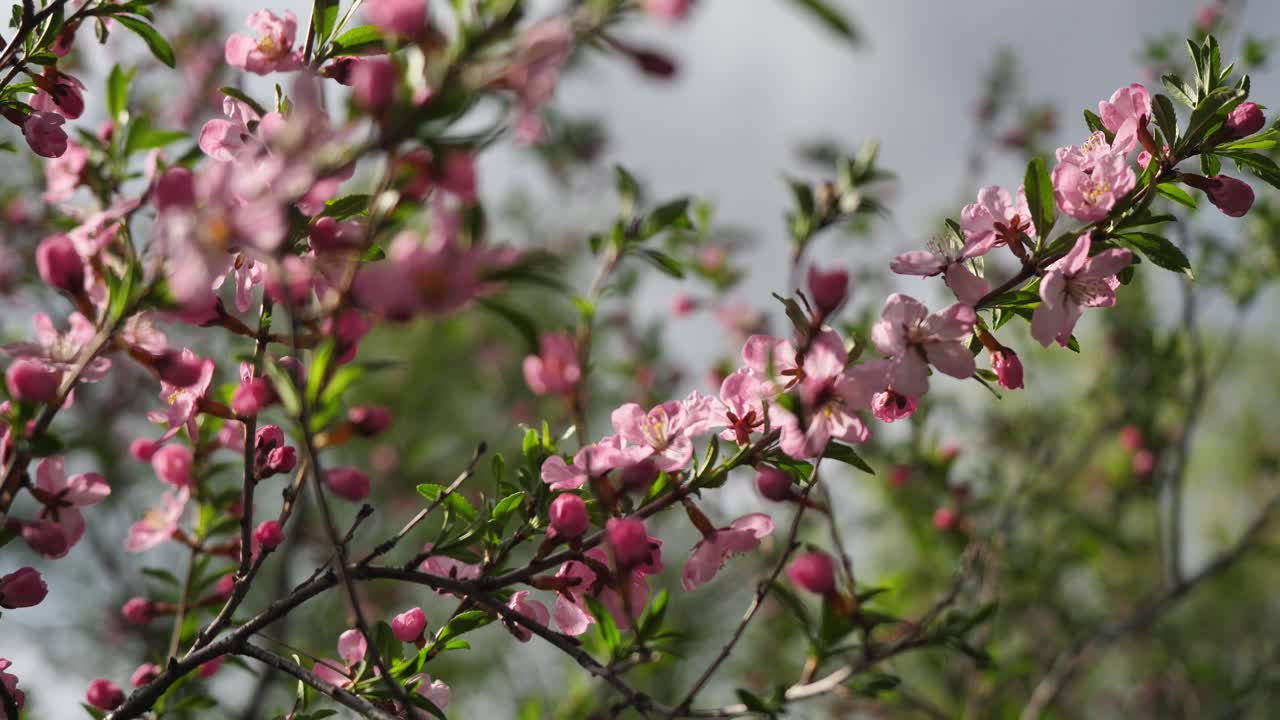 봄에 아름다운 분홍색 꽃