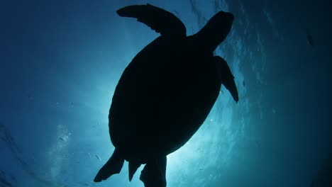 a silhouette of a sea turtle swimming in clear blue water above an underwater photographer