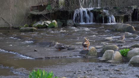 several ducks in small pond