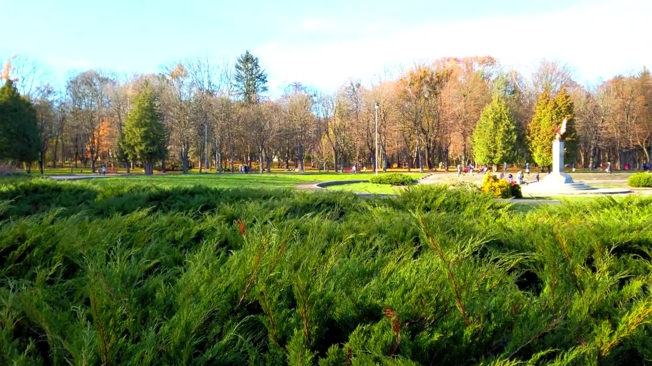 Thuja occidentalis. Filming the autumn park.