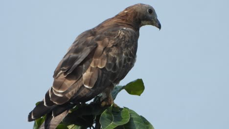 águila-Esperando-Una-Cacería.