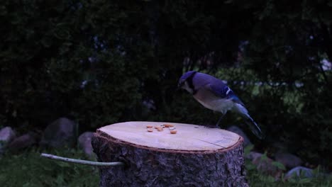 Un-Arrendajo-Azul-Aterrizando-En-Un-Tronco-Y-Comiendo-Un-Maní-En-Cámara-Lenta