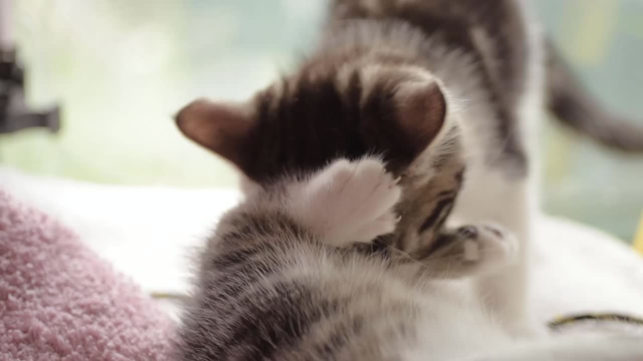 Cute adorable kittens play fighting close up shot