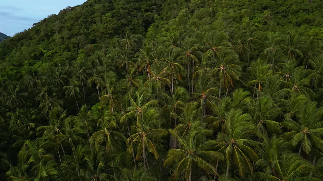 bosque de palmeras en las laderas de las montañas tropicales, vista aérea