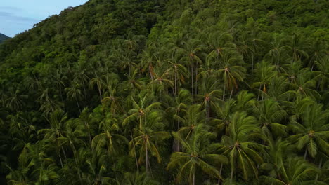 hillside palm tree forest in tropical highlands, aerial