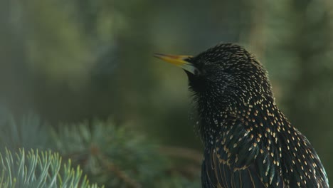 Chatty-Common-Starling-chirps,-peeps-on-tree-branch-in-green-forest