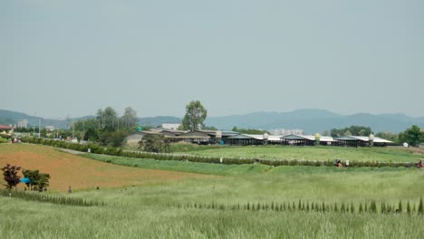 Panorama-Von-Anseong-Ackerland-Mit-Touristen,-Die-An-Einem-Sonnigen-Tag-In-Südkorea-Fahrrad-Fahren