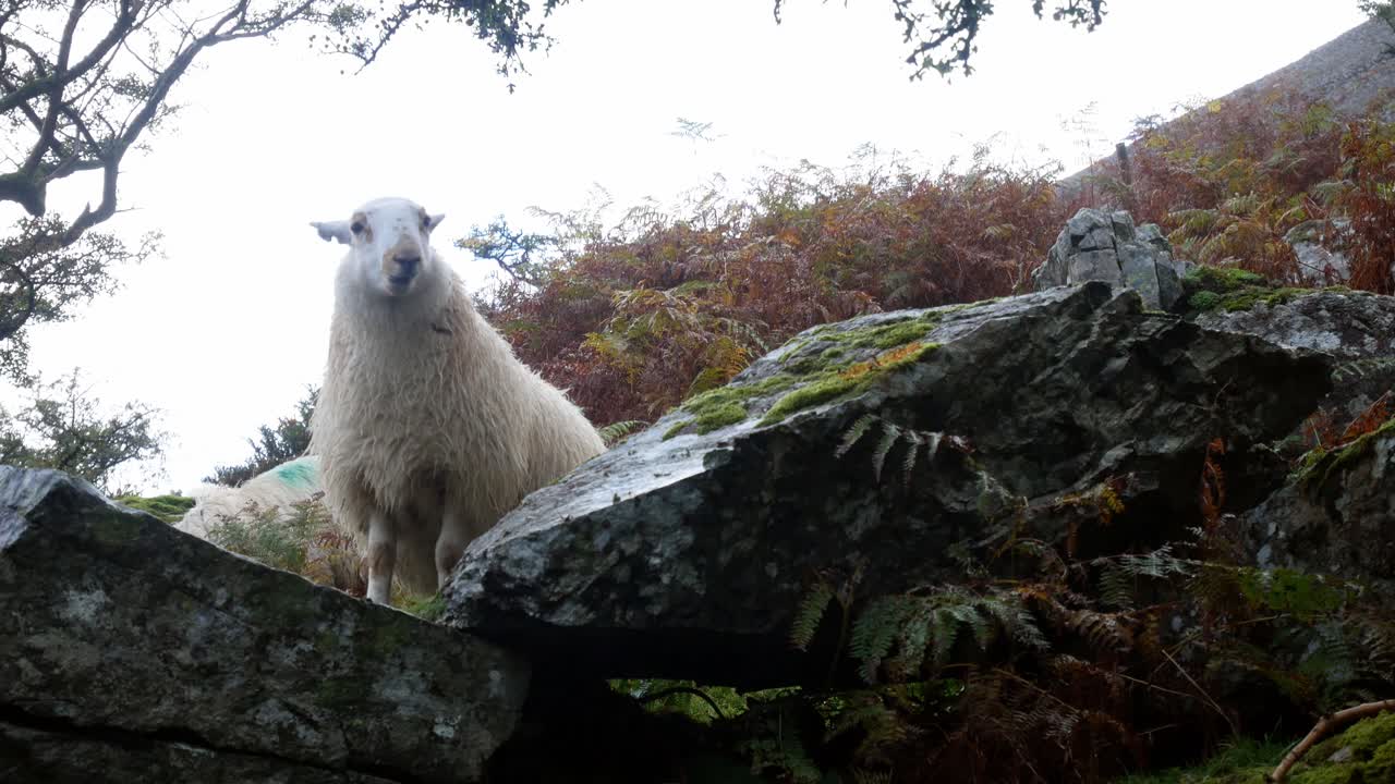 овцы пасутся на скалистой туманной травянистой горе мокрая сельская местность дикая природа низкий угол долли слева