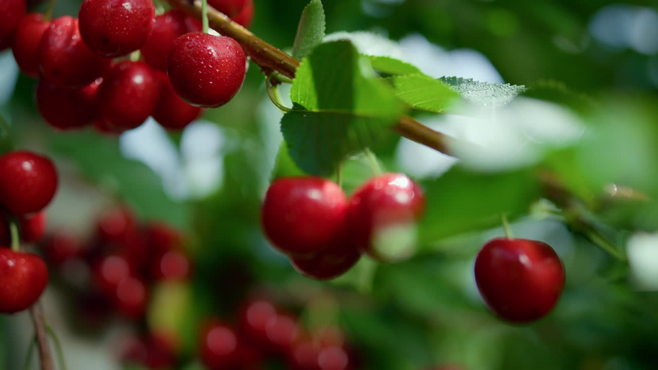 花園裡正在成熟的酸紅果樹枝特寫。季節性維他命的概念。