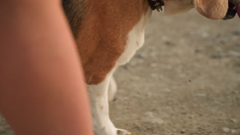 primer plano de un perro beagle con correa caminando junto a un individuo en un camino de tierra cerca de tierras de cultivo rurales, el perro jadeando con la lengua afuera y la luz brillante reflejándose en el pelaje