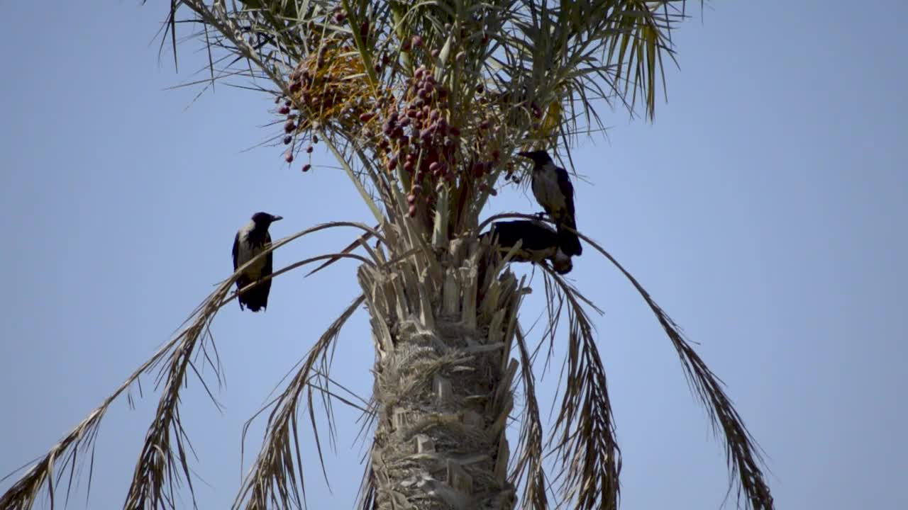 Crows in a Date Palm Tree Eating Dates