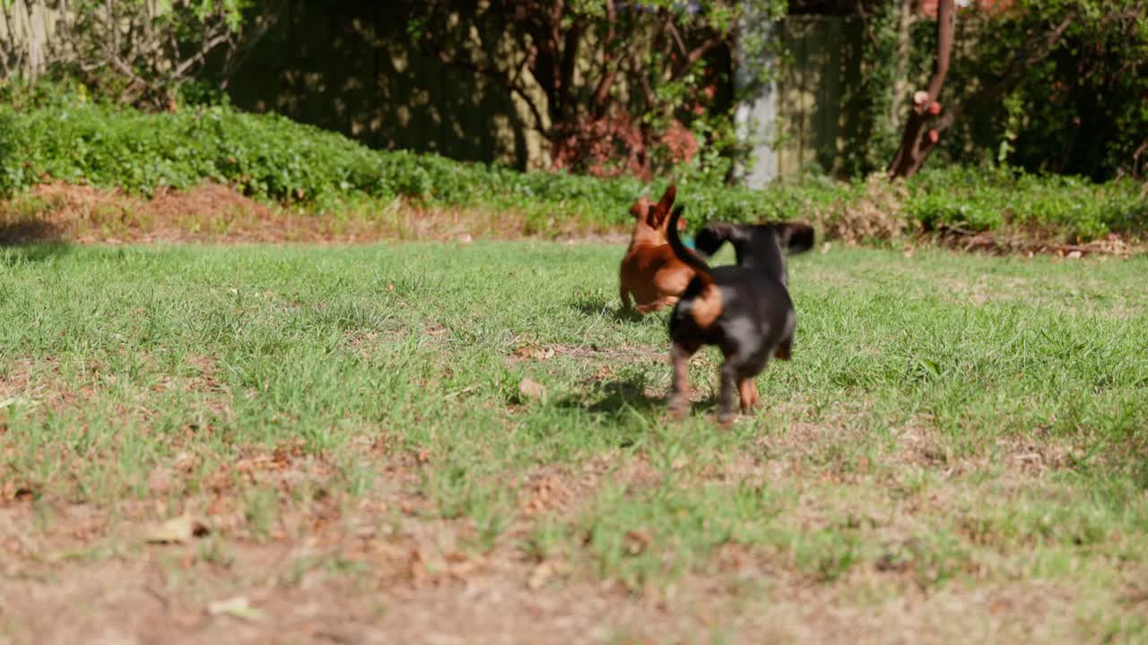 A red dachshund reacts in slow motion as a ball is thrown, showing playful energy before chasing it across the backyard. Captures dynamic movement and excitement.
