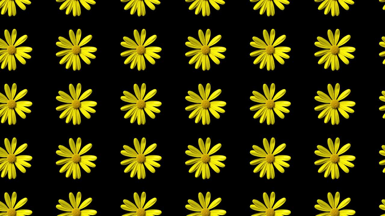 없이 노란색 데이지 패턴 애니메이션
