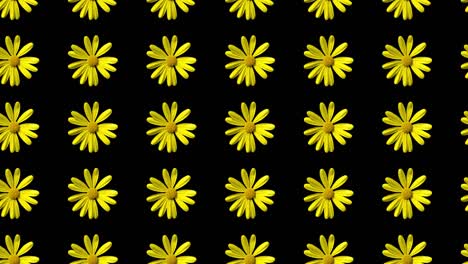 animación de patrón de margarita amarilla sin costuras