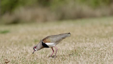 a natural pest control, southern lapwing, vanellus chilensis