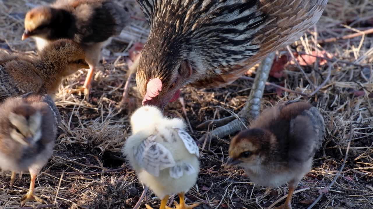 갈색과 노란색이 귀여운 치킨 어미 암탉