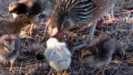 Chicken-mother-hen-with-cute-brown-and-yellow