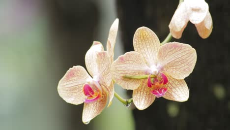 primer plano de 2 orquídeas naranjas mojadas después de la lluvia