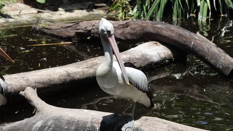 pelicans standing on logs above pond in tropical wildlife habitat