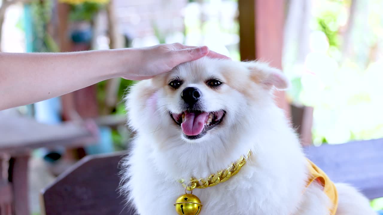 포메라니아 개 가 애정 으로 만지고 있다