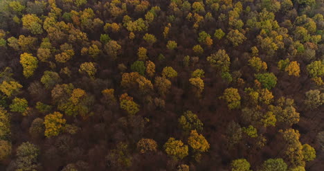 volando sobre bosque bosque desde arriba 1