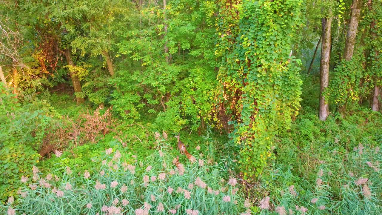 A lone deer stands in a lush green forest, blending with dense trees and vibrant foliage, aerial high angle orbit
