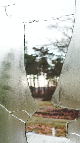 broken window view of a forest