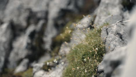 阿爾卑斯山 (alpine polytrichastrum) 的青<unk>和水露滴,從阿爾卑斯山的早晨霧霧中透露出來