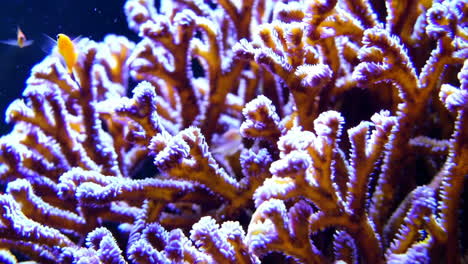 close-up of vibrant coral in aquarium