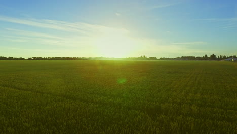 Beautiful-green-wheat-field-landscape.-Woman-standing-in-field-with-hands-up