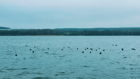 black silhouettes of birds swaying on the rippled surface of the river. ducks are on the waves of water on grey daytime.
