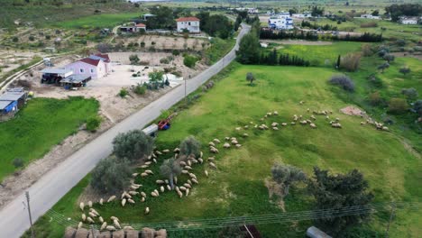 Rebaño-De-Ovejas-En-Prado-Verde-En-El-Campo-Chipriota,-Antena