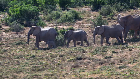Afrikanische-Elefantenmatriarchin-Mit-Einem-Kleinen-Kalb-Und-Zwei-Weiteren-Weibchen,-Die-Sich-Vom-Bullen-Entfernen