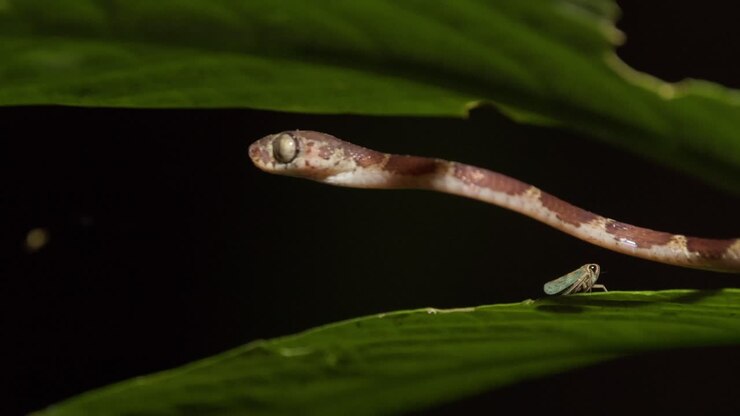 A skinny cat eye snake hovers over a green jungle leaf at night as a flying insect walks on the leaf below it, static shot