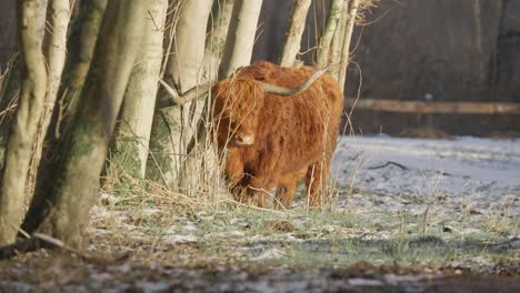 furry brown highland cow bull with big horns stomping in winter forest