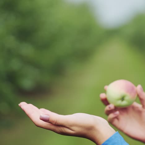 juicy fresh apple in female hands. close-up.
