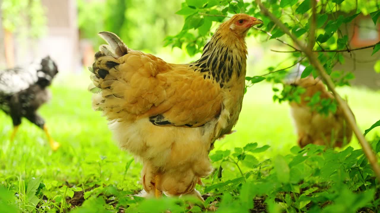 Cute Brahma chick with fluffy feathers moves through shaded green area near roots