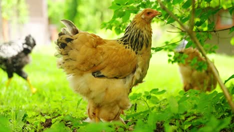 cute brahma chick with fluffy feathers moves through shaded green area near roots